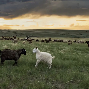 少妇做爰喜欢又大又粗
